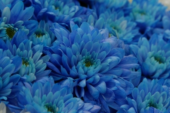Dvojitou transgenózí k modrým chryzantémám
