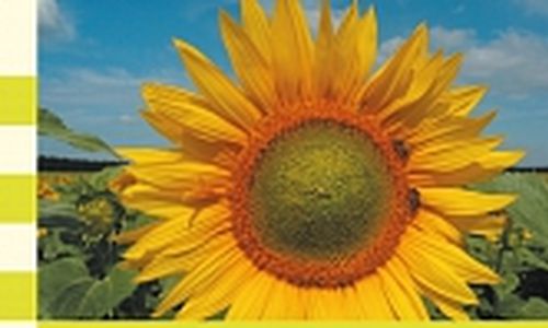 Včely a GMO