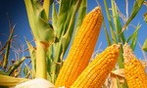 EFSA dává zelenou kombinované GM kukuřici