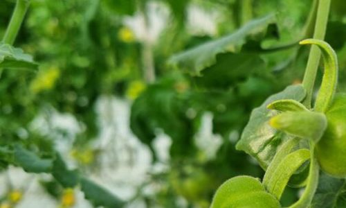 Geneticky modifikovaná rajčata jakožto prostředek pro boj s klimatickými změnami