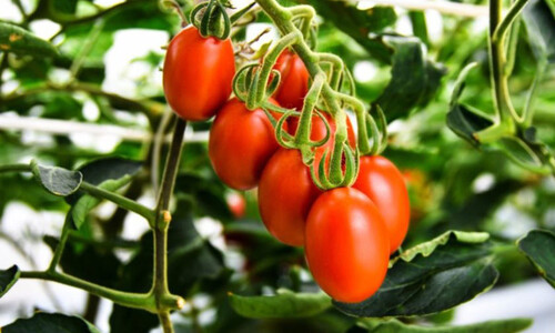 První geneticky editovaná rajčata na trhu