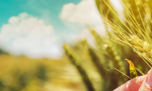 Brazílie schválila komercializaci a pěstování GMO pšenice