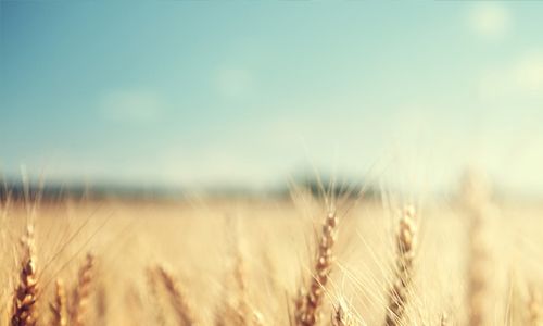 Chemické látky vylučované kořeny kukuřice ovlivňují výnos pšenice