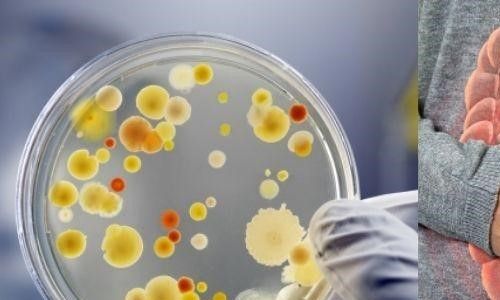 Mohou geneticky upravené bakterie ochránit střevní mikroflóru před antibiotiky?