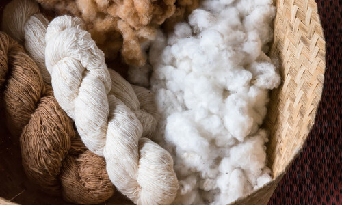 Vědci odhalili gen zodpovědný za výnos a kvalitu bavlny