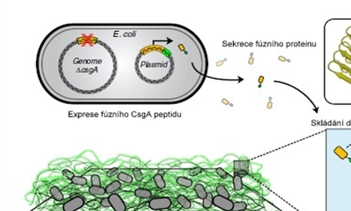 Bakteriální biofilmy jako platformy pro sestavení funkčních materiálů a senzorů