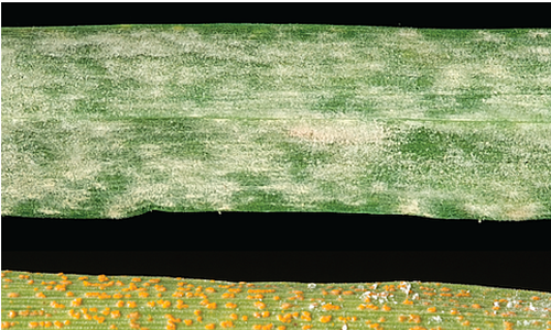 Poodhalení tajemství rostlinné imunity – proč je ječmen odolný vůči běžným patogenům pšenice?