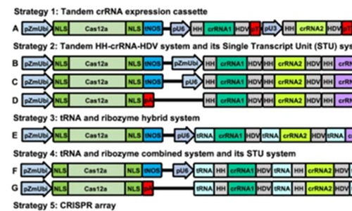 Rozšíření možností genového inženýrství rostlin pomocí multiplexovatelných editačních systémů