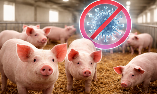 Nová éra v chovu prasat: genetická úprava slibuje méně nemocí i levnější maso