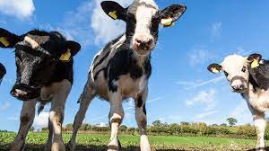 Omezení emisí metanu z chovu dobytka pomocí technik genové modifikace