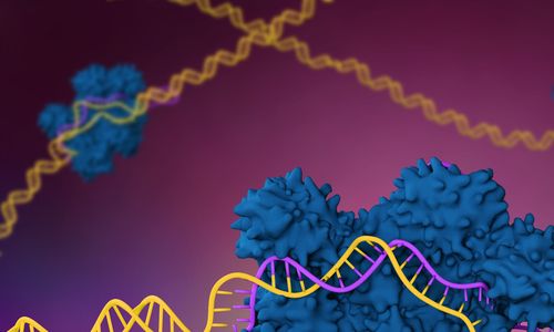CRISPR-Combo systém pro simultánní editaci a aktivaci genů
