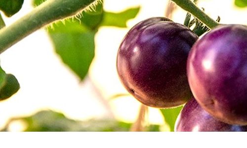 Geneticky modifikované fialové rajče schváleno v USA