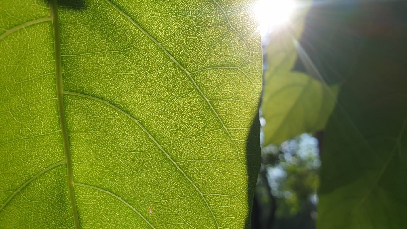 Zkoumání fotosyntézy – cesta k výkonnějším energetickým zařízením