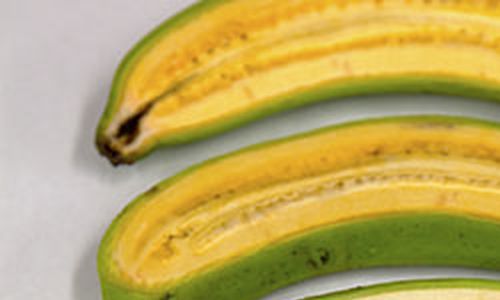 S GM banány proti očním vadám