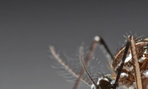 Terénní zkoušky geneticky modifikovaných komárů
