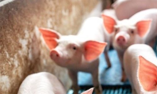 V USA schválena geneticky upravená prasata