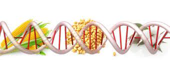 Podcast: Nebojte se geneticky upravených potravin