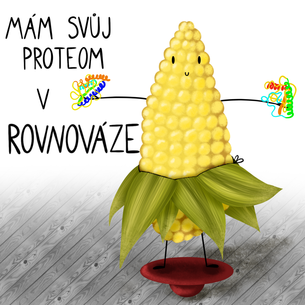 Kukuřice se zvýšeným obsahem lysinu