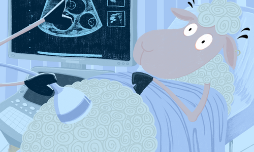 Nová položka v NBT knihovně – Ovce se zvýšenou plodností