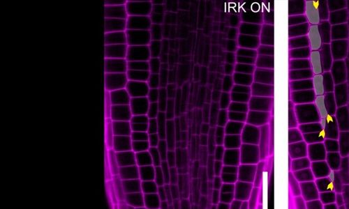 Protein by mohl být klíčem k ochraně plodin ohrožených extrémním počasím