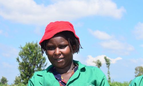 Povolení GMO v Keni: naděje v boji se suchem
