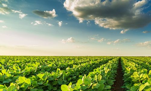 Přijetí GM plodin může pomoci v boji s klimatickými změnami