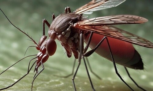 Brazílie: schválení GM komárů v boji proti horečce dengue