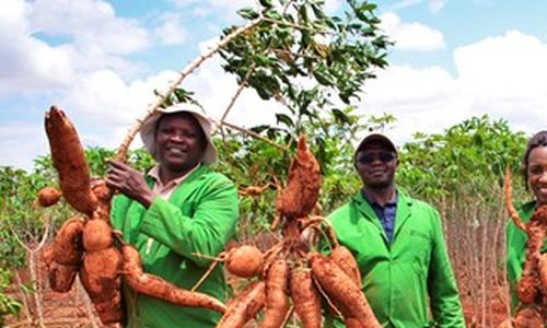 Keňský národní úřad pro biologickou bezpečnost schválil GM maniok