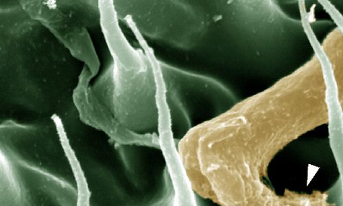 Transgenní houby jako prostředek obrany proti malárii