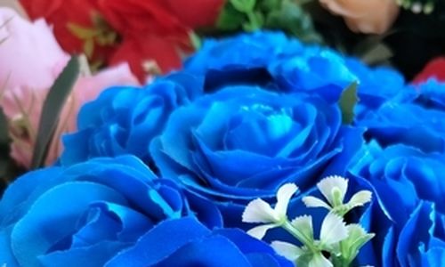 Modré růže již brzy na našich zahradách