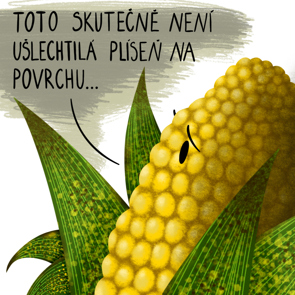 Kukuřice odolná proti napadení plísní Exserohilum turcicum