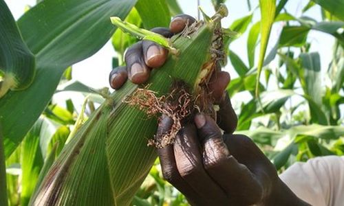 Africký boj s nepříznivými klimatickými podmínkami pomocí GM plodin