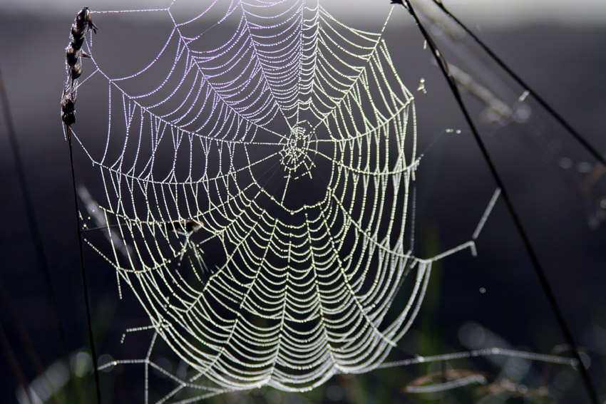 Umělé pavoučí hedvábí připravené pomocí syntetické biologie