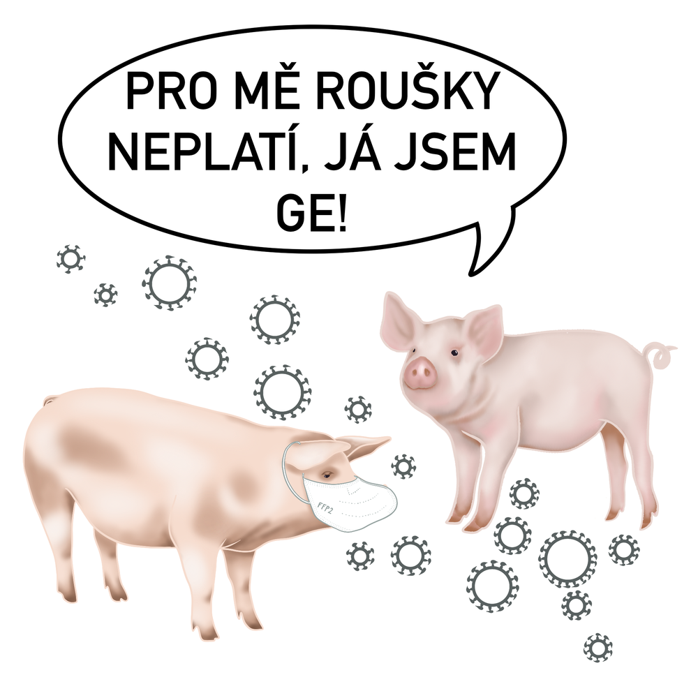 Prasata odolná vůči virové chorobě
