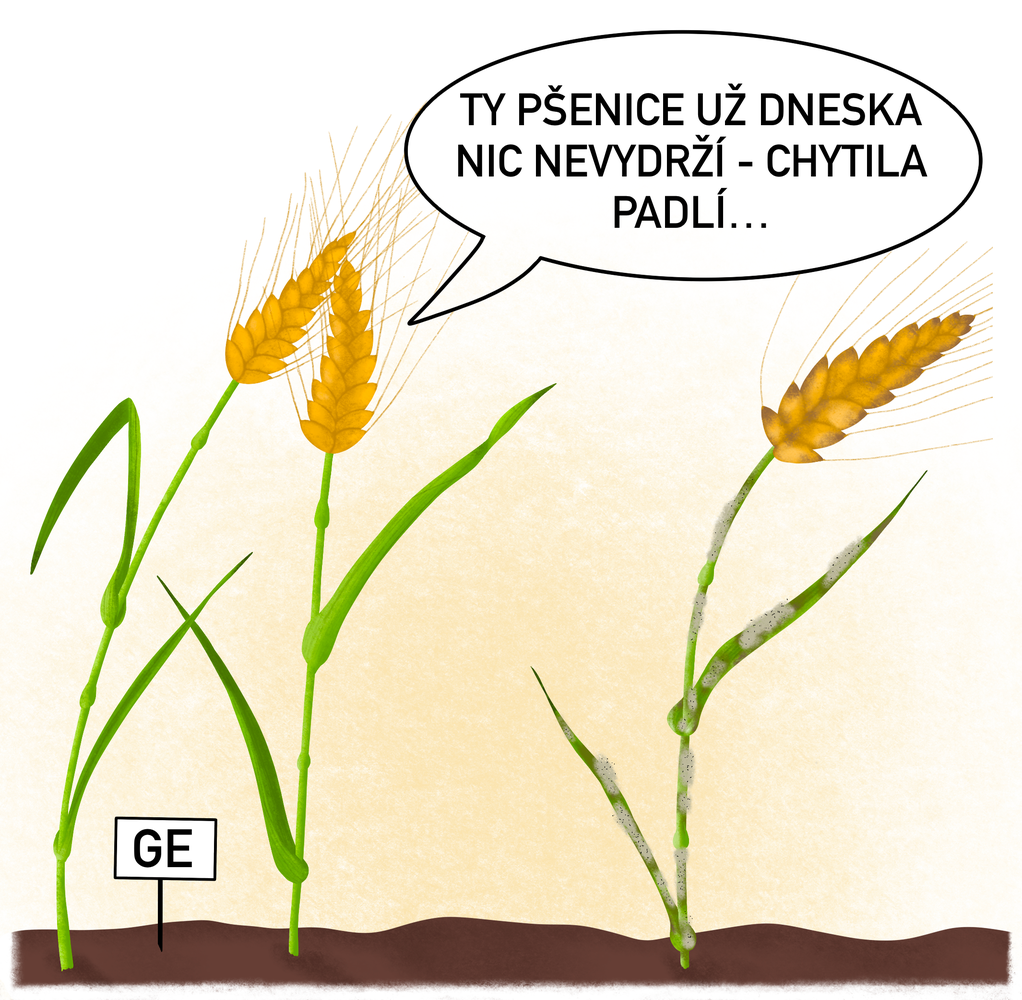 Pšenice odolná proti padlí (MLO_KO wheat)