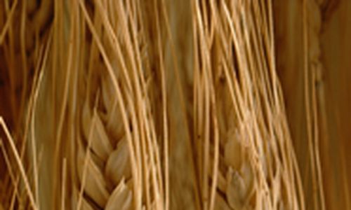 Pšenice s vysokým obsahem vlákniny na trhu už v roce 2020