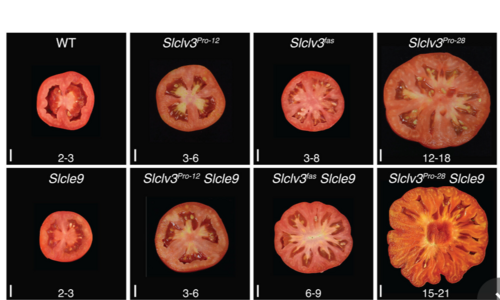 Výzkum (ne)předvídatelnosti projevu mutací v genomu rajčat