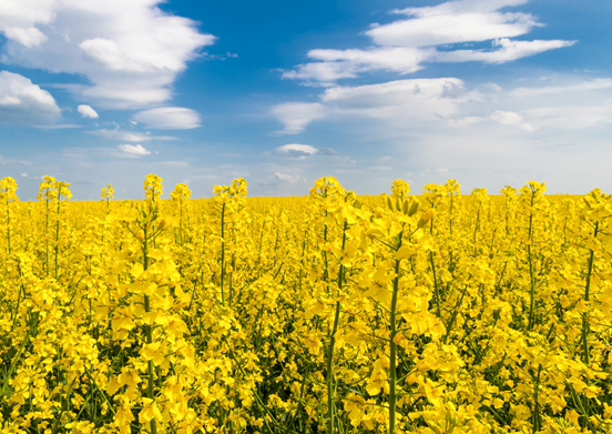 GM řepka tolerantní k herbicidům získala komerční povolení v Austrálii