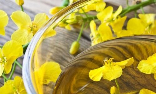 Řepkový olej jako významný zdroj omega-3 mastných kyselin