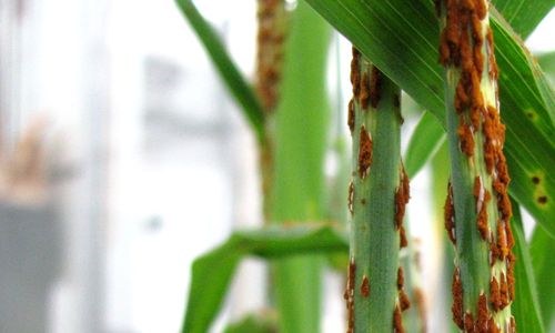 Odolnost pšenice proti významným chorobám
