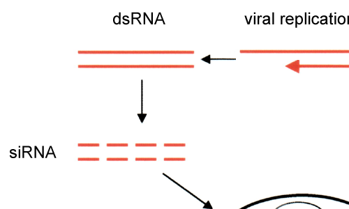 RNAi insekticid