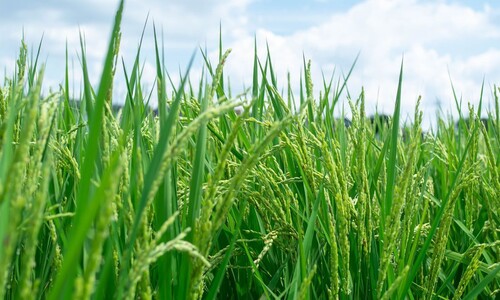 JAUP1 zlepšuje vývoj kořenů rýže i její odolnost vůči stresu