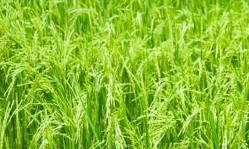Transgenní rýže odolná k poléhání