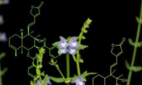 Mohou tradiční léčivé rostliny pomoci v boji proti rakovině?