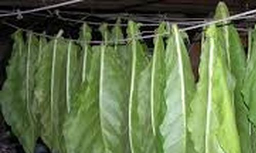 GM tabák jako producent amyláz odolávajících vysokým teplotám