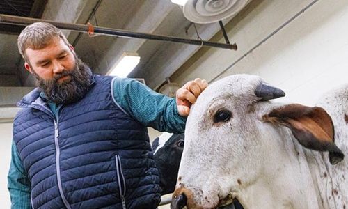 První geneticky upravené tele odolné vůči bovinnímu virovému průjmu