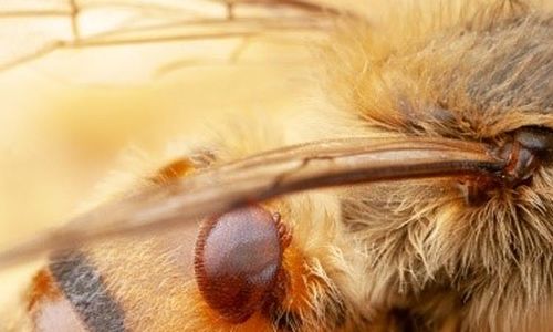 Geneticky upravené bakterie zvyšují imunitu včel