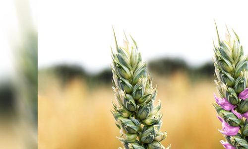 Objev genů ovlivňujících výnosy a obsah bílkovin v pšenici