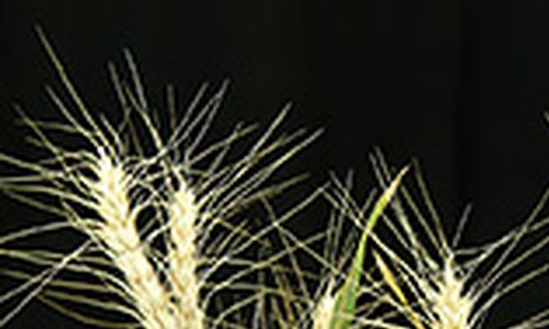 Pšenice rezistentní k fuzáriím