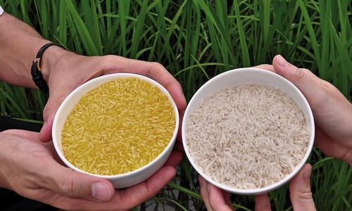 Rýže železná a zlatá?